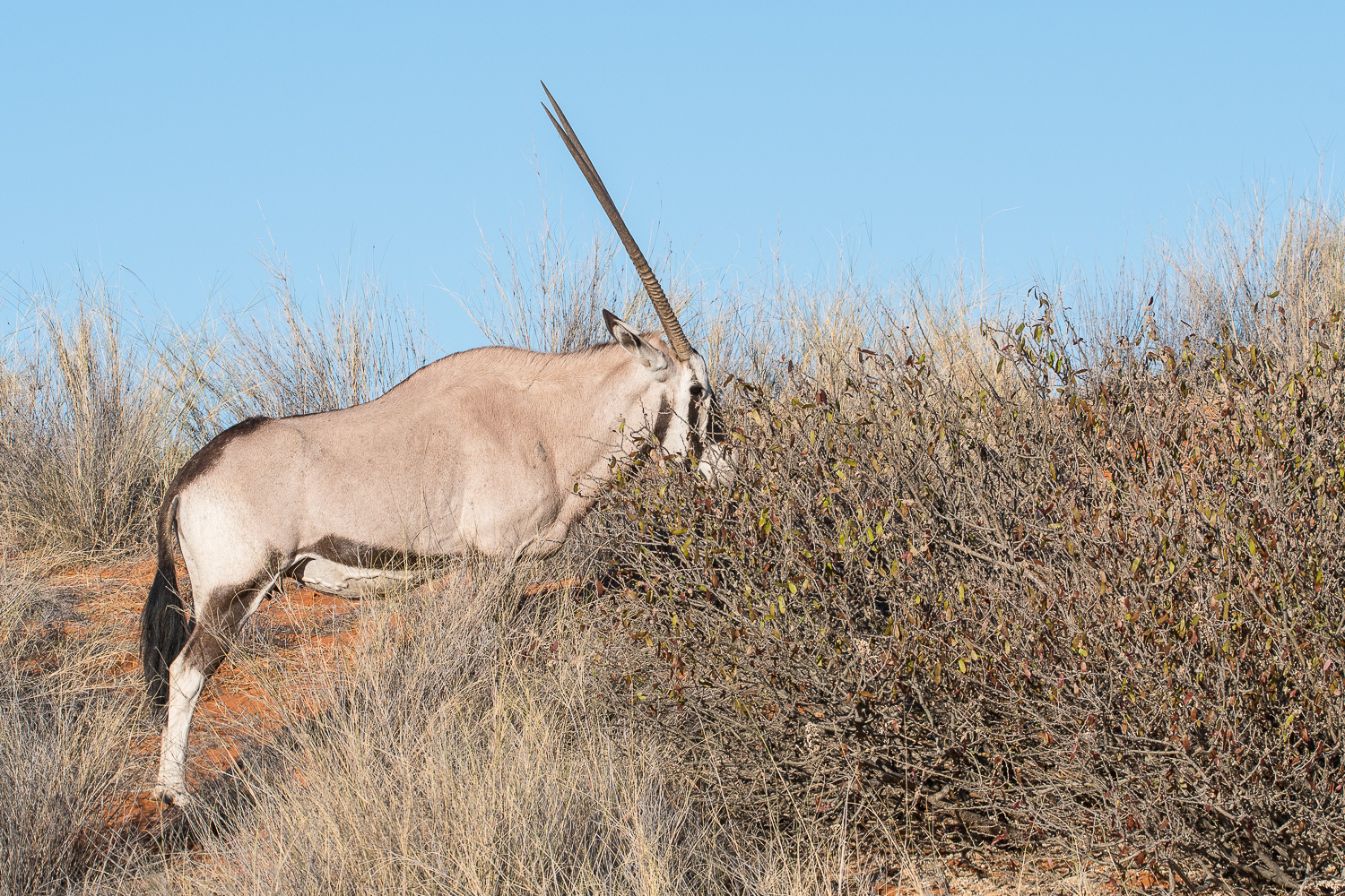 Oryx gazelle ou Gemsbok, (Gemsbok ou Southern Oryx, Oryx gazella), femelle broutant un buisson desséché, Etosha National Park, Namibie.
 * 